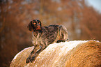 German wirehaired Pointer