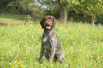 German wirehaired Pointer