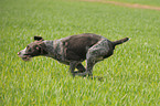 running German wirehaired Pointer