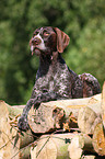 German wirehaired Pointer