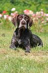 German wirehaired Pointer