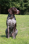 German wirehaired Pointer