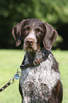 German wirehaired Pointer Portrait