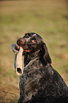 German wirehaired Pointer Portrait