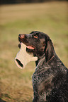 German wirehaired Pointer Portrait