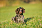 lying German wirehaired Pointer