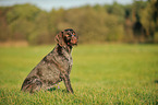 sitting German wirehaired Pointer