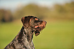 German wirehaired Pointer Portrait