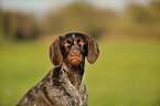 German wirehaired Pointer Portrait