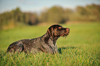 lying German wirehaired Pointer