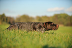 lying German wirehaired Pointer