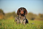 lying German wirehaired Pointer