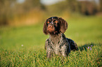 lying German wirehaired Pointer