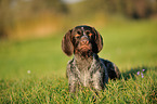 lying German wirehaired Pointer