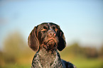 German wirehaired Pointer Portrait