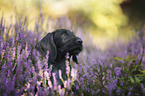 German Wirehaired Pointer