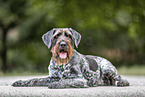 German wirehaired Pointer