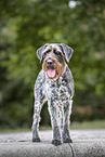 German wirehaired Pointer