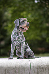 German wirehaired Pointer