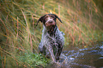 running German wirehaired Pointer