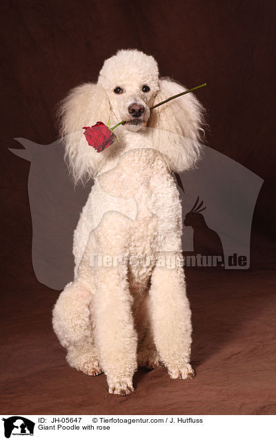 Gropudel mit Rose im Maul / Giant Poodle with rose / JH-05647