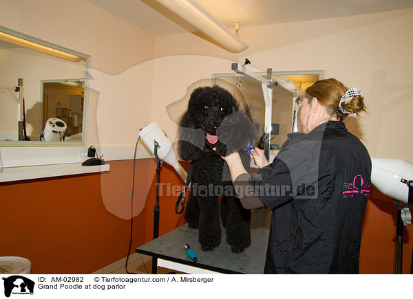 Grand Poodle at dog parlor / AM-02982