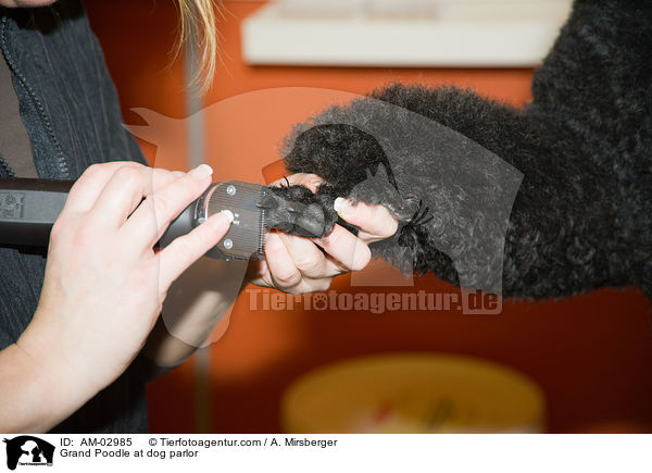 Gropudel beim Hundefriseur / Grand Poodle at dog parlor / AM-02985