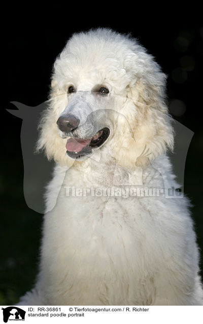 standard poodle portrait / RR-36861