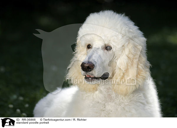 standard poodle portrait / RR-36866