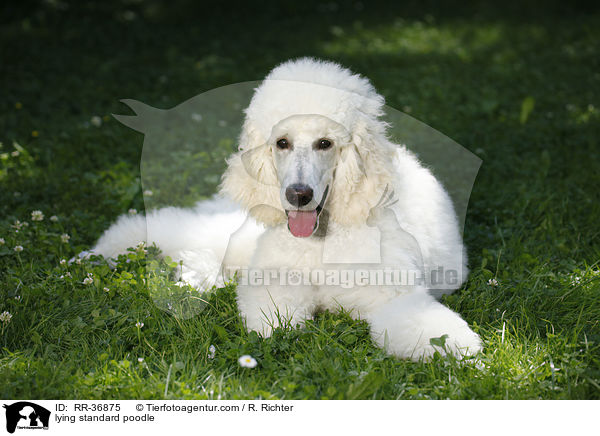 liegender Gropudel / lying standard poodle / RR-36875