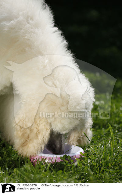 Gropudel / standard poodle / RR-36878