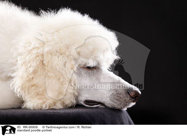 Gropudel Portrait / standard poodle portrait / RR-36909