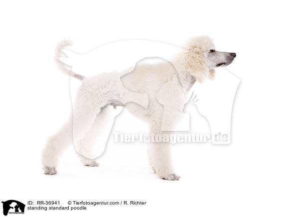 standing standard poodle / RR-36941