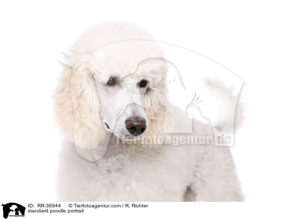 standard poodle portrait / RR-36944