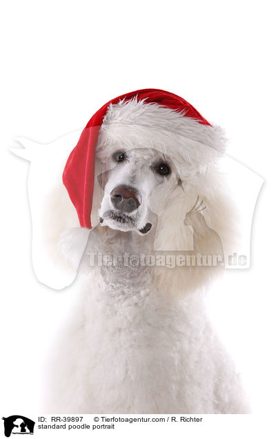 standard poodle portrait / RR-39897