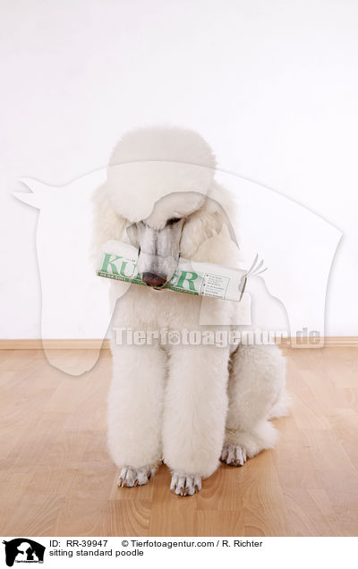 sitting standard poodle / RR-39947