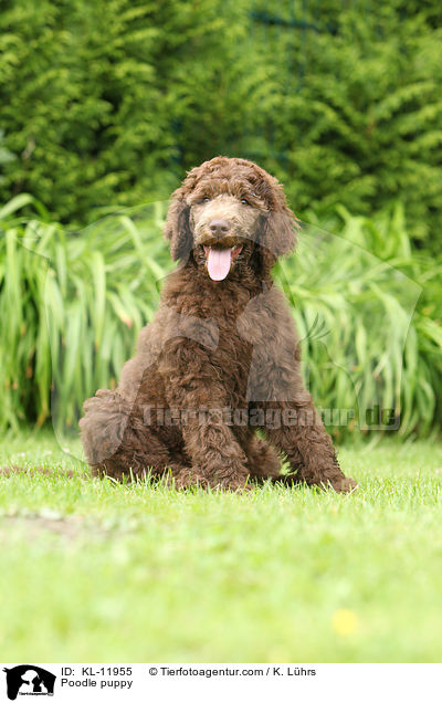 Poodle puppy / KL-11955