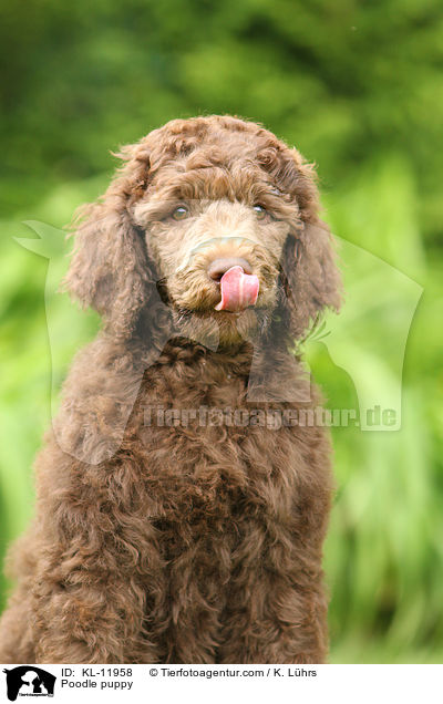 Poodle puppy / KL-11958