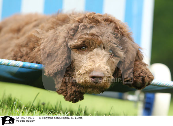 Poodle puppy / KL-11970