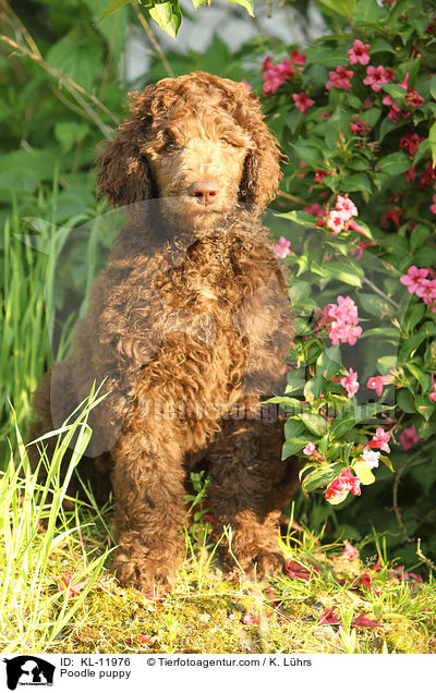 Poodle puppy / KL-11976