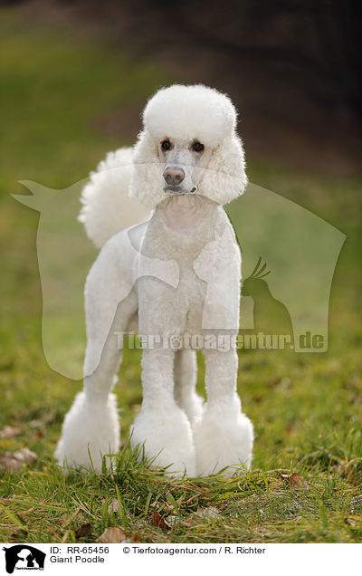 Giant Poodle / RR-65456