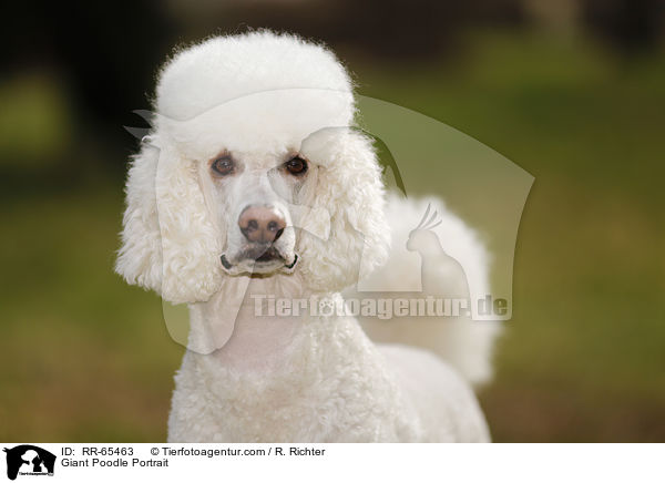 Gropudel Portrait / Giant Poodle Portrait / RR-65463