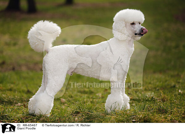 Gropudel / Giant Poodle / RR-65467