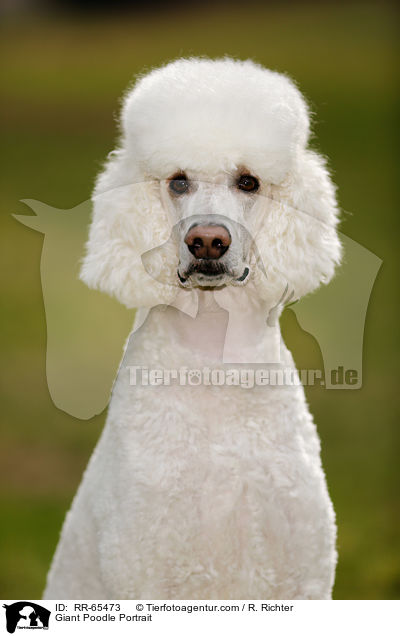 Gropudel Portrait / Giant Poodle Portrait / RR-65473