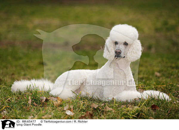 liegender Gropudel / lying Giant Poodle / RR-65477