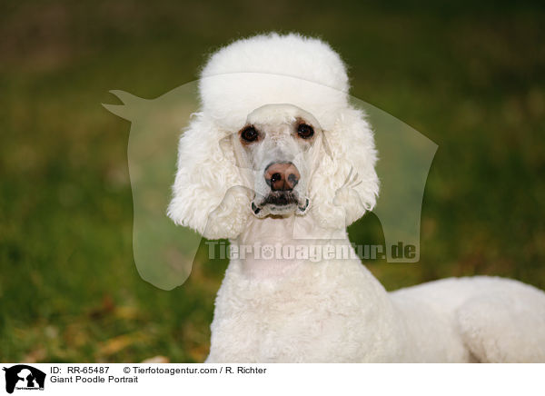 Gropudel Portrait / Giant Poodle Portrait / RR-65487