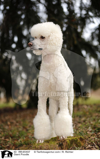 Gropudel / Giant Poodle / RR-65497