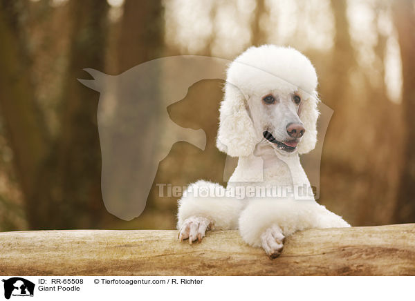 Gropudel / Giant Poodle / RR-65508