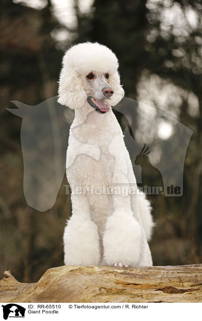 Gropudel / Giant Poodle / RR-65510