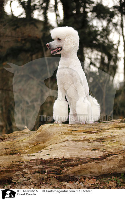 Gropudel / Giant Poodle / RR-65515